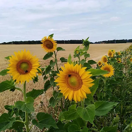 Du Soleil * Anhée
